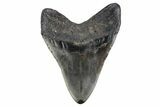 Fossil Megalodon Tooth - North Carolina #376535-2